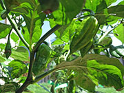 Bhut Jolokia White