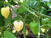 Bhut Jolokia White