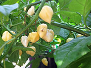 Bhut Jolokia White