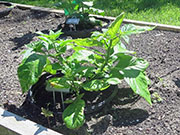 Bhut Jolokia White