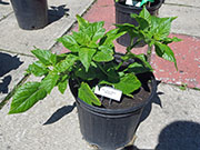 Bhut Jolokia White