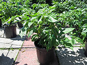 Bhut Jolokia White