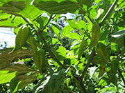 Bhut Jolokia White