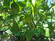 Bhut Jolokia White