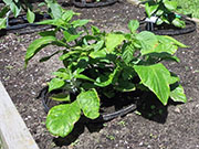 Bhut Jolokia White