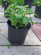 Bhut Jolokia White