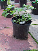 Bhut Jolokia White