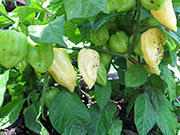 Bhut Jolokia White