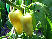 Bhut Jolokia White