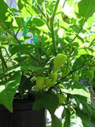 Bhut Jolokia White