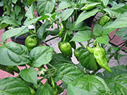 Bhut Jolokia White