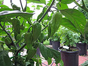 Bhut Jolokia White