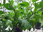 Bhut Jolokia White