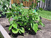 Bhut Jolokia White