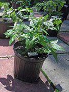 Bhut Jolokia White