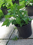 Bhut Jolokia White