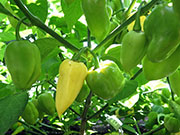 Bhut Jolokia White