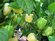 Bhut Jolokia White