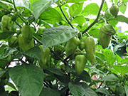 Bhut Jolokia White