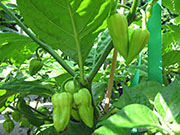 Bhut Jolokia White