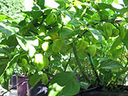 Bhut Jolokia White