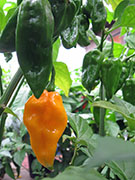 Fatalii