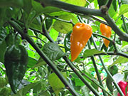 Fatalii