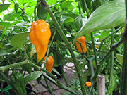 Fatalii