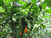 Fatalii