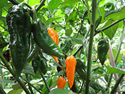 Fatalii