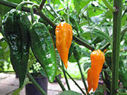 Fatalii