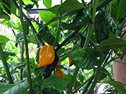 Fatalii