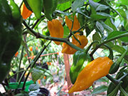 Fatalii