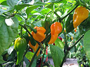 Fatalii