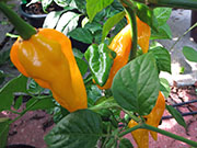 Fatalii