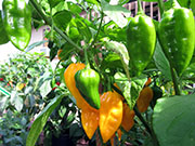 Fatalii