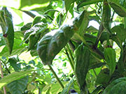 Fatalii