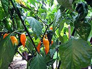 Fatalii