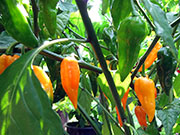 Fatalii