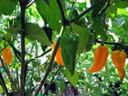 Fatalii