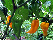 Fatalii