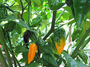 Fatalii