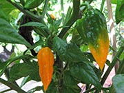 Fatalii