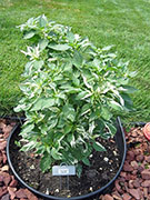 Fish Pepper